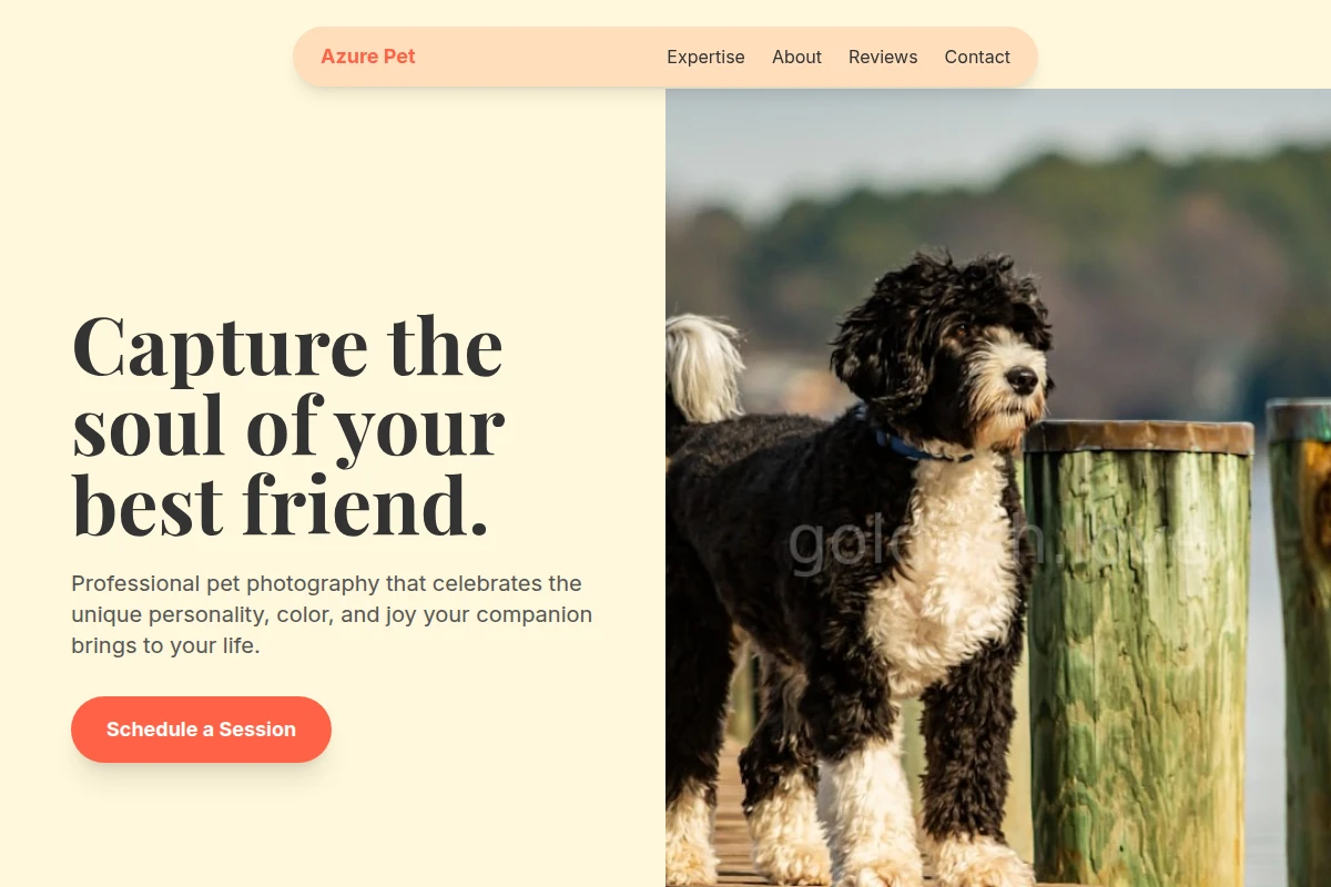 Azure Pet Photography
